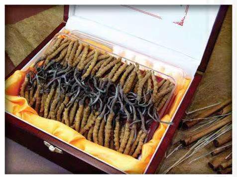 平武冬虫夏草回收